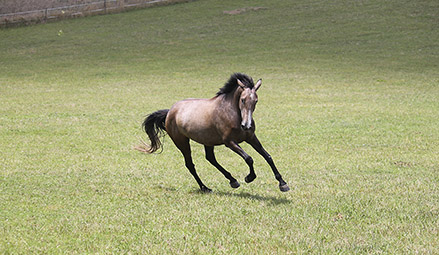 cheval tarn