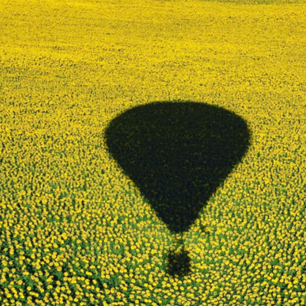 Ombre de la montgolfière dans un champs de Tournesols