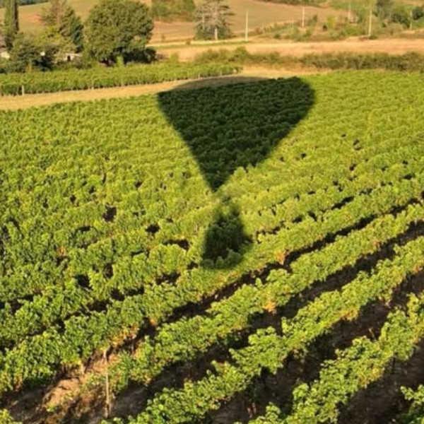 Ombre de la montgolfière dans le vignoble de gaillac
